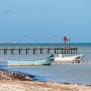 Sargazo: Un amenaza creciente para el Mar Caribe