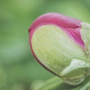 #OPINION Por José Gabriel Carrasco Ramírez: The place where hopes bloom