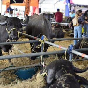 #Venezuela Expoferia Nacional Bufalina-Caprina-Ovina 2025 tomará Caracas del 9 al 13 de abril