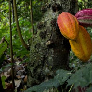 #VENEZUELA Boletín Chuao tierra de mejor cacao del mundo
