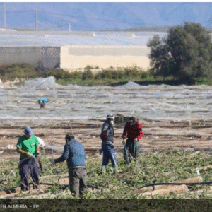 Inmigración: El empleo de marroquíes y venezolanos en España se dispara con Sánchez: 275.000 más
