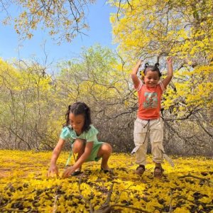 MUNICIPIO MARACAIBO | El Jardín Botánico se ilumina con alfombra de oro: La magia de los Curarires se adelantó