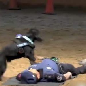 El video de «Paco» que es viral: El perro policía de Madrid que salva vidas haciendo RCP (+Video)