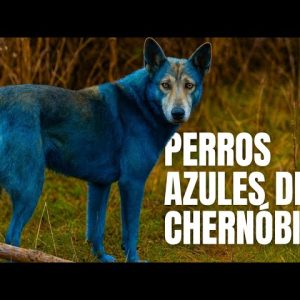 Aparecen perros azules en Chernóbil y científicos investigan la causa (+Video)