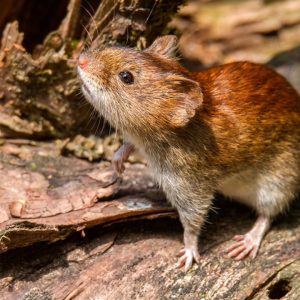 ¿Hantavirus a bordo? Lo que realmente necesitas saber para no caer en alarmas innecesarias.