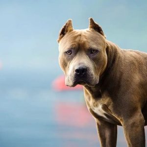 Pitbull mata a su dueño en La Guaira al intentar evitar que atacara a una estudiante