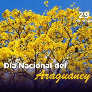 Un día como hoy, en 1948, se decretó al Araguaney como Árbol Nacional de Venezuela