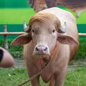 Búfalo albino bautizado como “Trump” se roba la atención en zoológico de Bangladesh