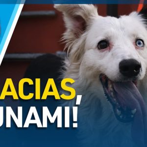 ¡LA VALEROSA PRESENCIA DE ‘TSUNAMI’! Conoce la historia de la heroína que un día fue rescatada del maltrato y el abandono