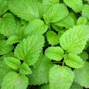 ¿Para que sirve tomar té de toronjil?