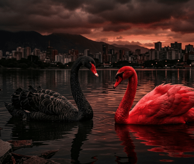 cisne rojo