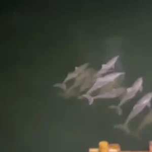 Avistan un grupo de toninas desplegando su magia en el Lago de Maracaibo (+Video)