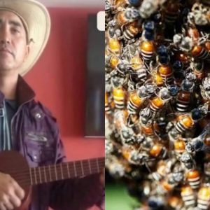 Guárico: El espeluznante y masivo ataque de abejas que provocó la muerte a un hombre, su organismo colapsó
