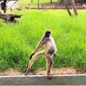 «En la cima del mundo»: El mono que causa furor en redes con su pose de pasarela (+Video)