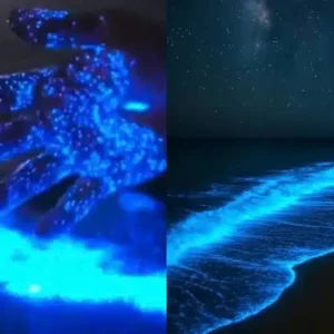 ARAGUA: Las playas de La Ciénaga en las noches (+Video)