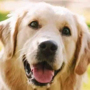 Descubren extraña forma en la que los perros se comunican con los humanos