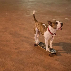 Se viraliza perrito skate (+Video)