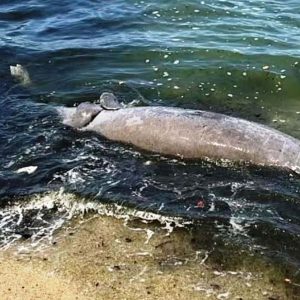 Hallan sin vida a manatí en la orilla del Lago de Maracaibo en Isla Dorada