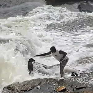 Rescatan a un perro de las aguas de una represa en Sudáfrica (+Video)